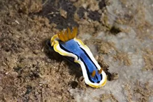 Images Dated 24th May 2008: Nudibranch (Chromodoris annae), Sulawesi, Indonesia, Southeast Asia, Asia