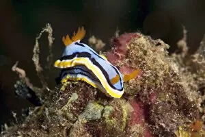 Images Dated 24th May 2008: Nudibranch (Chromodoris annae), Sulawesi, Indonesia, Southeast Asia, Asia