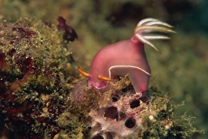 Nudibranch (Chromodoris Bullocki) feeding on algae