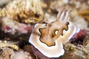 Images Dated 2nd June 2008: Nudibranch (Chromodoris coi), Sulawesi, Indonesia, Southeast Asia, Asia