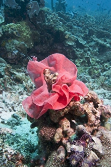 Nudibranch Prints: Nudibranch eggs, Komodo, Indonesia, Southeast Asia, Asia