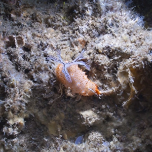 Nudibranch Prints: Nudibranch (Halgerda batangas)
