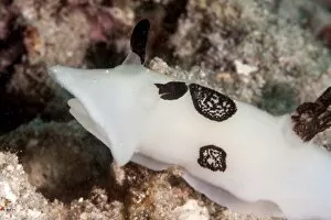 Images Dated 26th May 2008: Nudibranch (Jorunna funebris), Sulawesi, Indonesia, Southeast Asia, Asia