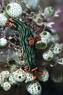 Nudibranch (Nembrotha kubaryana), Sulawesi, Indonesia, Southeast Asia, Asia