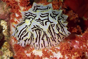 Nudibranch Prints: Nudibranch on red soft coral (Dendronephthya), Red Sea, North Africa, Africa