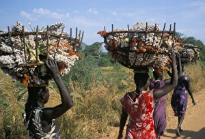 Step Prints: Nuer women carrying sorghum, Gambella region, Ilubador state, Ethiopia, Africa