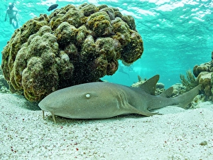 Shark Prints: Nurse shark (Ginglymostoma cirratum)