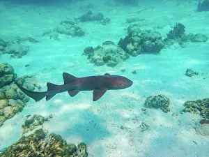Shark Prints: Nurse shark (Ginglymostoma cirratum) seen during the Hol Chan Marine Reserve