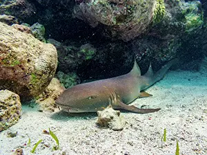 Gear Prints: Nurse shark (Ginglymostoma cirratum) seen during the Hol Chan Marine Reserve