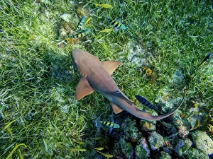 Cozumel Prints: Nurse shark (Ginglymostoma cirratum) seen during the Palancar Gardens