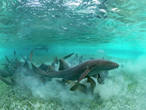 Gentle Prints: Nurse sharks (Ginglymostoma cirratum)