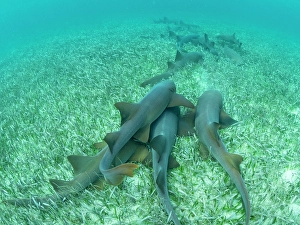 Shark Prints: Nurse sharks (Ginglymostoma cirratum)