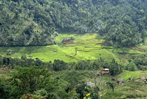 Nuwara Eliya area