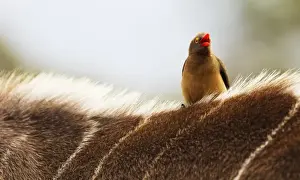 Antelope Prints: Nyala antelope (Tragelaphus angasii) with oxpecker (Buphagus) on its back
