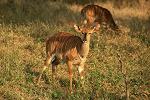 Two Animal Prints: Nyala (Tragelaphus angasi)