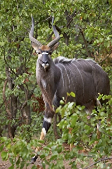 Nyala Prints: Nyala (Tragelaphus angasii) buck, Kruger National Park, South Africa, Africa