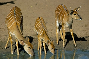Nyala (Tragelaphus angasii) drinking