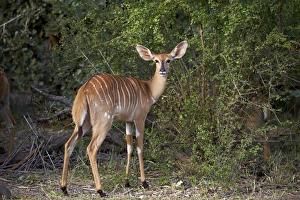 Eye Contact Prints: Nyala (Tragelaphus angasii) female, Kruger National Park, South Africa, Africa