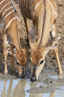 Side By Side Prints: Nyala (Tragelaphus angasii), female with baby drinking