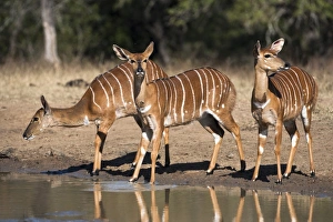 Refreshment Prints: Nyala (Tragelaphus angasii) females at waterhole