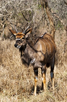 Nyala Prints: Nyala (Tragelaphus angasii), Kapama Game Reserve, South Africa, Africa