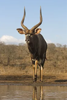 Bull Prints: Nyala (Tragelaphus angasii) male at water, Zimanga private game reserve, KwaZulu-Natal