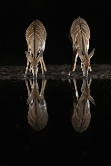 Dirt Prints: Nyala (Tragelaphus angasii) at water at night, Zimanga private game reserve, KwaZulu-Natal