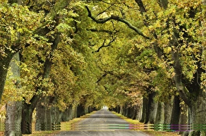 Hastings Prints: Oak Alley, Ormond Road, Hastings, Hawkes Bay, North Island, New Zealand, Pacific