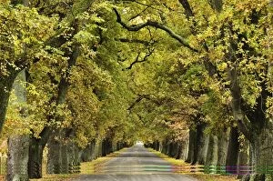 Images Dated 15th May 2010: Oak Alley, Ormond Road, Hastings, Hawkes Bay, North Island, New Zealand, Pacific