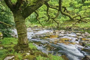 Banks Prints: Oak tree along the banks of the River Dart in Dart Valley Nature Reserve