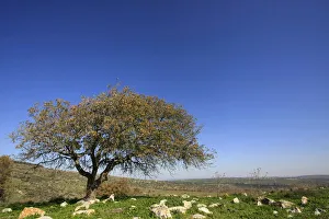 Galilee Prints: Oak tree by Bet Keshet scenic road, Lower Galilee, Israel, Middle East
