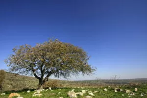 Images Dated 18th January 2008: Oak tree by Bet Keshet scenic road, Lower Galilee, Israel, Middle East