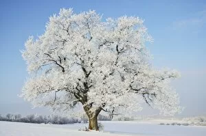 Images Dated 4th December 2010: Oak tree, near Villingen-Schwenningen, Black Forest-Baar (Schwarzwald-Baar) district