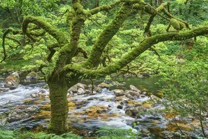 Woodland Prints: Oak tree along the River Dart in Dart Valley Nature Reserve shows the beauty of ancient woodland in Devon