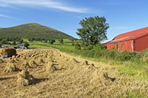 Oat stooks, Knockshee, Mourne Mountains, County Down, Ulster, Northern Ireland, United Kingdom, Europe