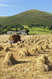 Oat stooks, Knockshee, Mourne Mountains, County Down, Ulster, Northern Ireland, United Kingdom, Europe