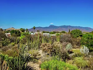 Santo Prints: Oaxaca Ethnobotanical Garden by The Church and Convent of Santo Domingo de Guzman