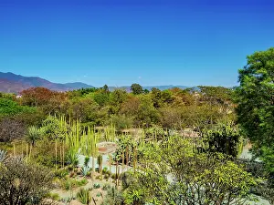 Gardening Prints: Oaxaca Ethnobotanical Garden by The Church and Convent of Santo Domingo de Guzman