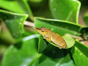 Ecosystems Prints: Observing an Andasibe nosed chameleon during a night walk in Madagascar wildlife