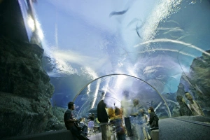 Aquarium Prints: Ocean World