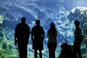 Aquarium Prints: Oceanopolis Aquarium and Sea Life Centre, Brest, Finistere, Brittany, France, Europe