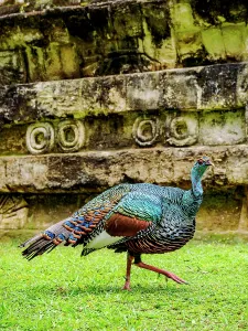 Indigenous Prints: Ocellated turkey exhibits unique colors near ancient ruins in Guatemala
