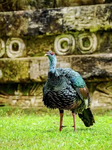 Indigenous Prints: Ocellated turkey standing near ancient ruins in Tikal