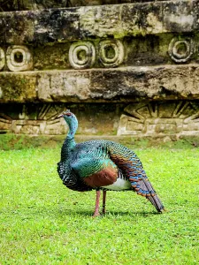 Feathers Prints: Ocellated turkey stands near ancient stone structures in Tikal