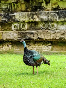 Feathers Prints: Ocellated turkey in Tikal National Park