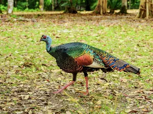 Feathers Prints: Ocellated turkey walks on the ground among leaves in Tikal, Guatemala during daylight