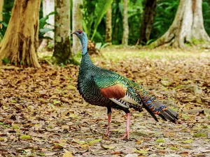 Indigenous Prints: Ocellated turkey walks on leaf-covered ground in Tikal