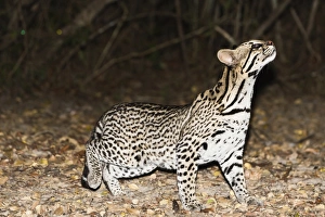 Pantanal Prints: Ocelot (Leopardus pardalis) at night, Pantanal, Mato Grosso, Brazil, South America