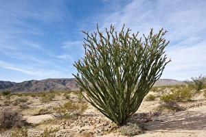 Joshua Tree Prints: Ocotillo (Fouquieria splendens), Joshua Tree National Park, California