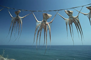 Sea Food Prints: Octopi hung out to dry, Nerja, Costa del Sol, Andalucia, Spain, Europe